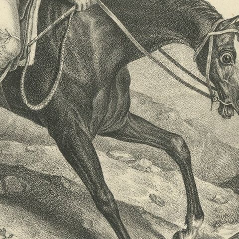 Antique Print of an English Hunting Horse, close-up 2
