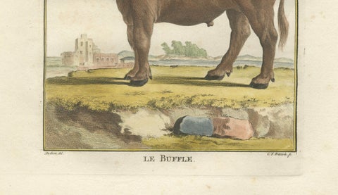 Antique Buffalo Engraving, Buffon Hand-Coloured Print Amsterdam 1769, close-up 1