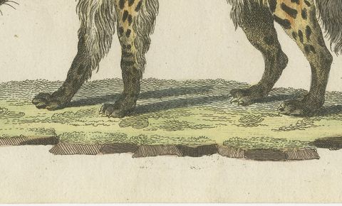 Cross Fox and Spotted Hyena, Antique Bertuch Print, Vienna, circa 1812, close-up 2