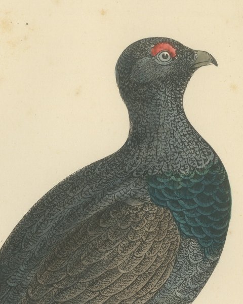 Capercaillie on a Fallen Log in Snowy Pines, Antique Bird Print, Morris, 1896, close-up 1