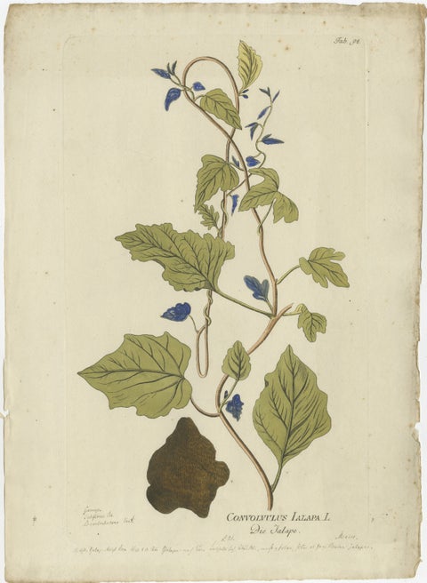 Convolvulus Jalapa Botanical Engraving - Icones Plantarum Medicinalium, 1788, view 2