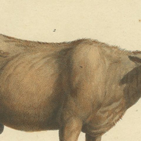 Antique Hand Colored Print of a European Bull and Cow, close-up 1