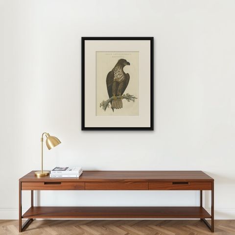 The Young Bald Eagle, Antique Dutch Ornithological Engraving, 1770s, shown framed on a wall