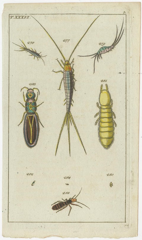 Arachnid & Insect Engravings: Stunning Hand-Colored Natural History Art, 1832, view 4