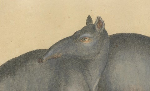 Tapir Family with Juvenile in Tropical Wetland, Brodtmann, 1816, close-up 3