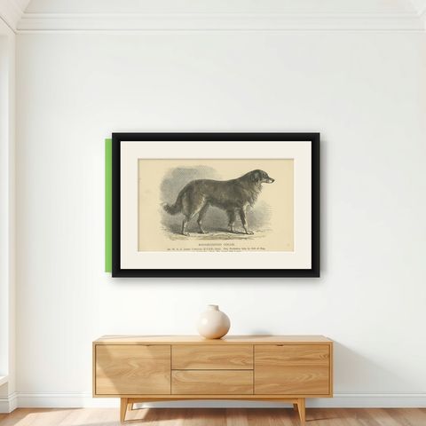 Antique Dog Print of a Rough Collie 'circa 1890', shown framed on a wall