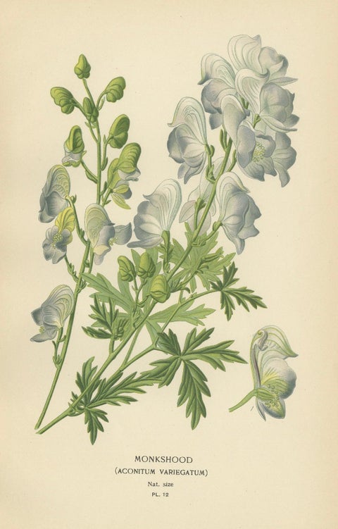 Victorian Botanical Majesty: Original Lithographs of Peonies and Monkshood, 1896, close-up 3