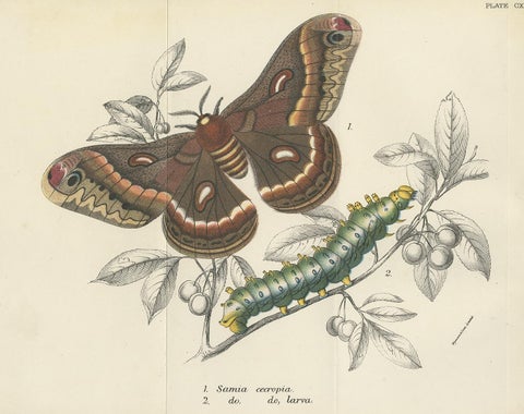 Antique Print of the Cecropia Moth by Lloyd 'circa 1897', view 4