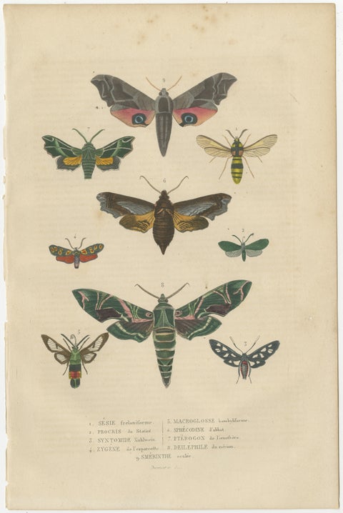 19th Century Lepidoptera: An Illustrated Compendium of Moths and Butterflies, view 2