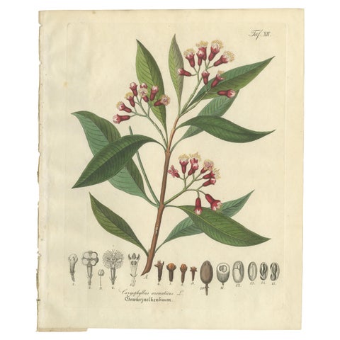 Antique Clove Botanical Print, Caryophyllus Aromaticus, Hand Colored, c.1831, view 2