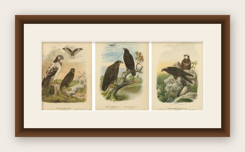 Birds of Prey Prints, Antique Set of Three, Raptors & Hawks, 19th Century, shown framed