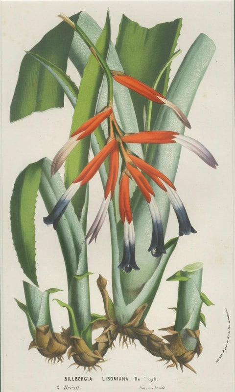 Billbergia liboniana, A Rare 19th-Century Botanical Illustration by van Houten, close-up 4