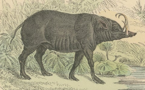 Large Mammals Print: Elephant, Rhino, Hippo & Tapir, Antique 1867, close-up 5