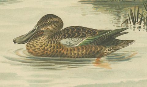 Northern Shoveler Ducks by Reinhold Schmidt, Antique Bird Print c.1895, close-up 4