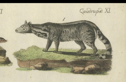 Old Hand-Colored Antique Print of a Civet and Skunks, Published in circa 1820, close-up 6