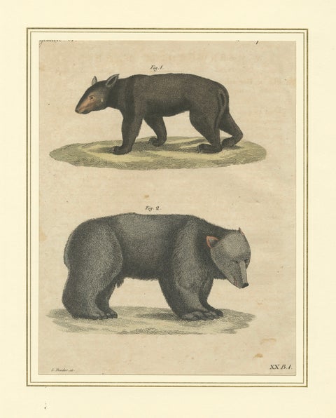 Antique Tapir & Bear Zoological Engraving, Bertuch, c. 1800, close-up 1