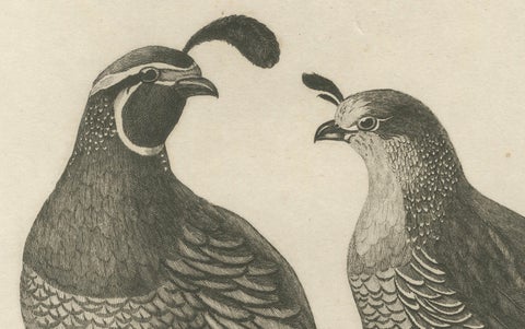 California Quail Pair, Partridge Couple of California, Antique Bird Print, 1798, close-up 3