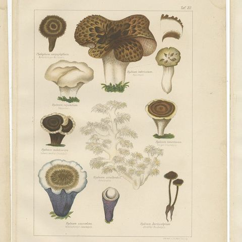 Set of 6 Antique Mycology Prints of the Common Stinkhorn & Other Mushrooms, 1875, close-up 1