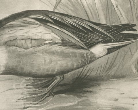 Shoveler Drake at the Water's Edge, Plate CLXXII after Lilian Medland, c. 1909, close-up 2