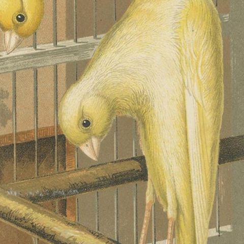 Antique Bird Print of the Belcian Canaries, 'circa 1880', close-up 2