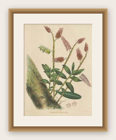 Orchid Splendor: Big Chromolithographic Legacy from the Dutch East Indies, 1854, shown framed