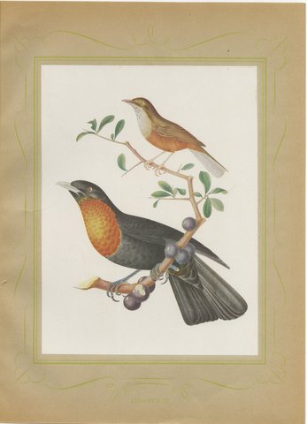 Thrushes, Brazilian Bird Print, Descourtilz, 1944, view 2