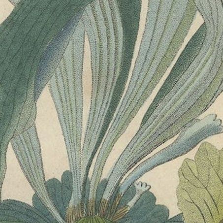 The Golden Leather Fern - An Antique Masterpiece of Botanical Illustration, 1845, close-up 5