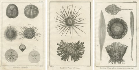 Set of Three Engravings of Sea Urchins and Marine Life by Diderot, ca.1770, view 2
