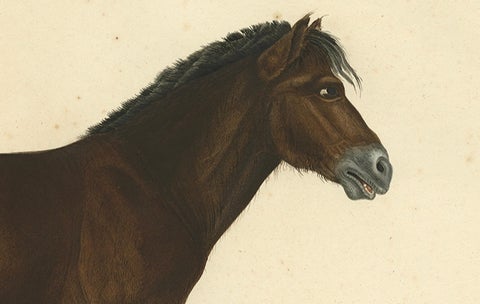Rare Antique Print of the Icelandic Horse, 1842, close-up 4