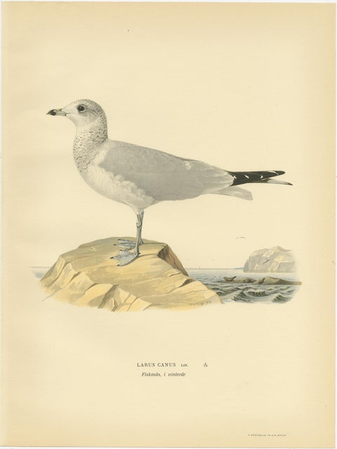 Antique Bird Print of the Common Gull 'Winter' by Von Wright '1929', view 2