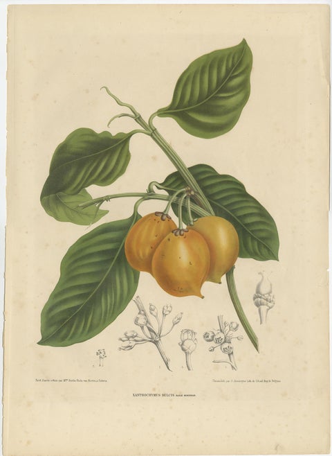Set of Two Antique Prints, Citrus Decumana, Xanthochymus Dulcis, circa 1870, view 2