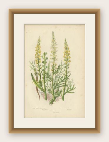 Antique Botany Print of Dyers Rocket Yellow Weed, C.1860, shown framed