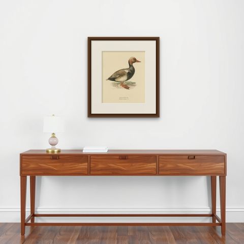 Crimson Crown: Old Bird Print of The Red-Crested Pochard by Magnus von Wright, shown framed on a wall