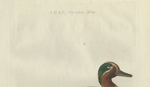 Male Eurasian Teal, Antique Dutch Bird Print by Sepp & Nozeman, 1789, close-up 5