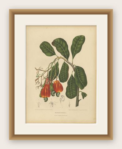 Antique Cashew Tree Botanical Chromolithograph by Hoola van Nooten, c. 1880, shown framed