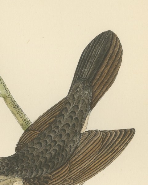 Grasshopper Warbler with Spread Wings on a Twig, Morris Print, 1896, close-up 2