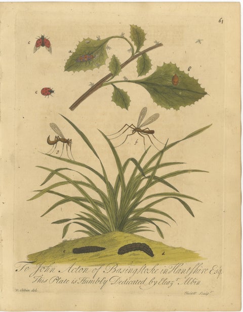 Decorative Set of Three Early Insect Engravings with Plants, Eleazar Albin 1720, view 4