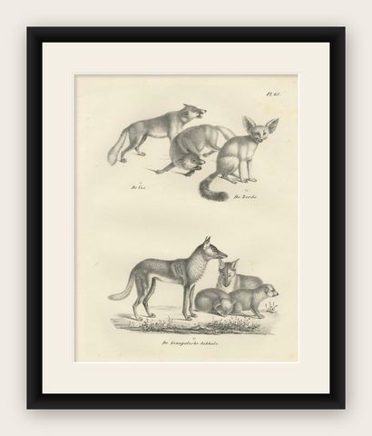 19th-Century Lithograph of Foxes, Fennec Fox, and Senegal Jackal in the Wild, shown framed