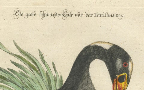 Engraving of the Large Black Duck from Hudson's Bay by Johann Seligmann, ca.1770, close-up 3