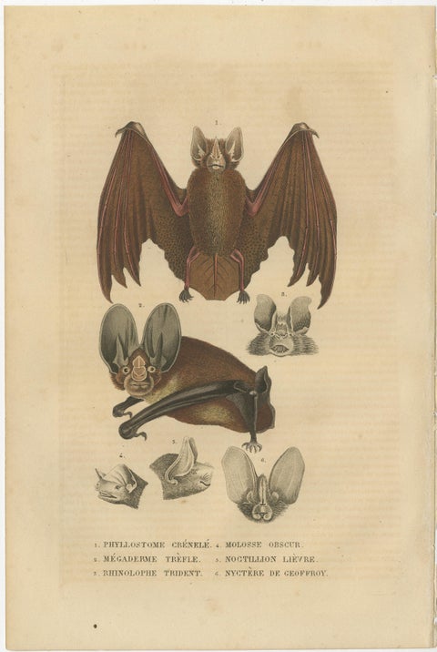 1845 Handcolored Bat Engraving: A Study of Chiroptera Diversity, view 2