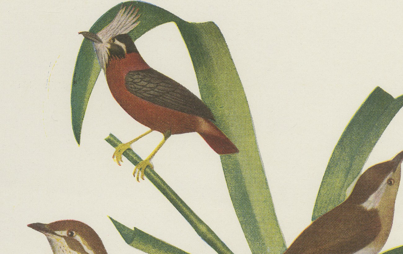 Guianan Cock-of-the-Rock, Brazilian Bird Print, Descourtilz, 1944, view 5