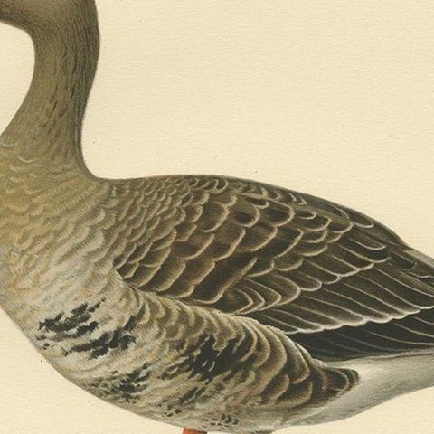 Antique Bird Print of the White-Fronted Goose by Von Wright '1929', close-up 2