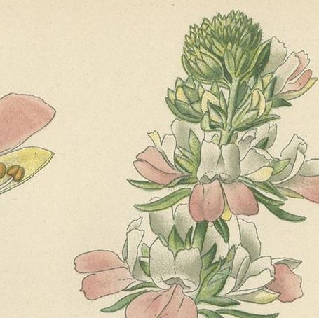 Antique Botany Print of Collinsia Heterophylla by Watson, 1897, close-up 1