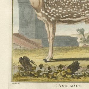 Buffon Axis Deer Prints Set of 3, Male Female & Skeleton, 1775, close-up 1