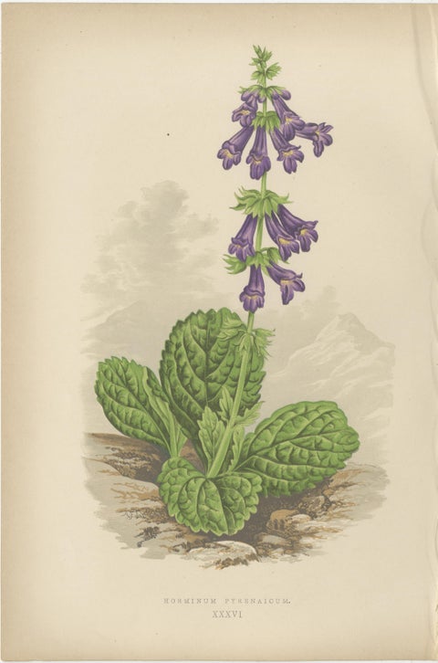 Alpine Botanical Lithograph Pair of Iris and Pyrenean Dead-nettle, 1874, view 3