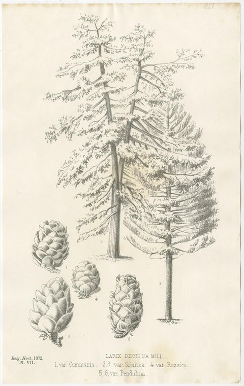 Set of 2 Antique Botany Prints, Larix Decidua 'c.1880', view 3