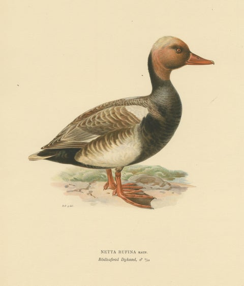 Crimson Crown: Old Bird Print of The Red-Crested Pochard by Magnus von Wright, view 3