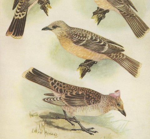 Antique Print of the Spotted Bower Bird and Fawn-Breasted Bower Bird, 1950, view 3