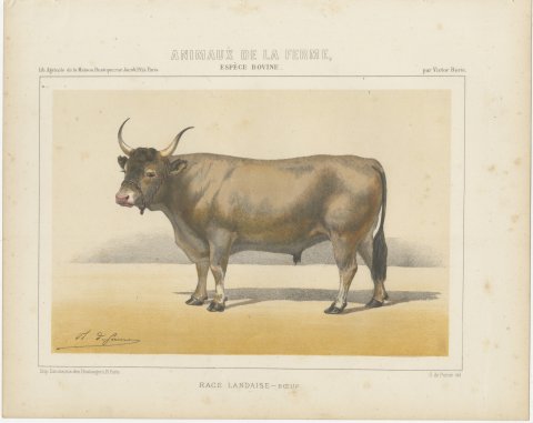 Landaise Ox with Cord Halter, French Cattle Chromolithograph, 1863, view 2