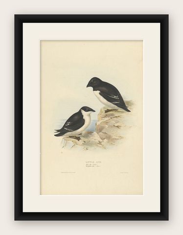 Antique Bird Print of the Little Auk by Gould, 1832, shown framed